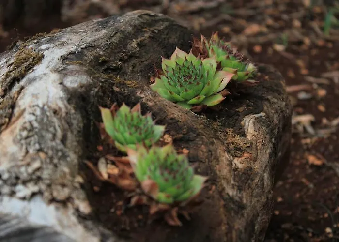 Orhideja Appartamento