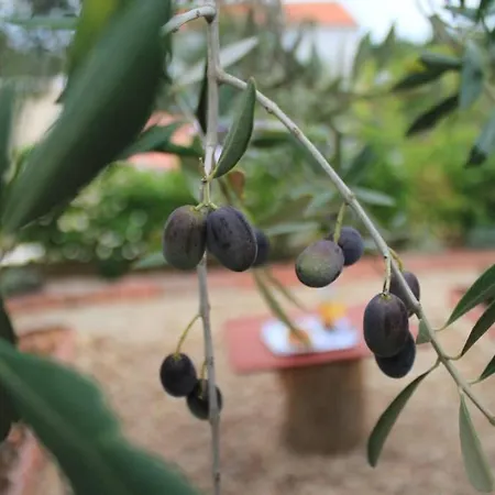 Apartamento Orhideja